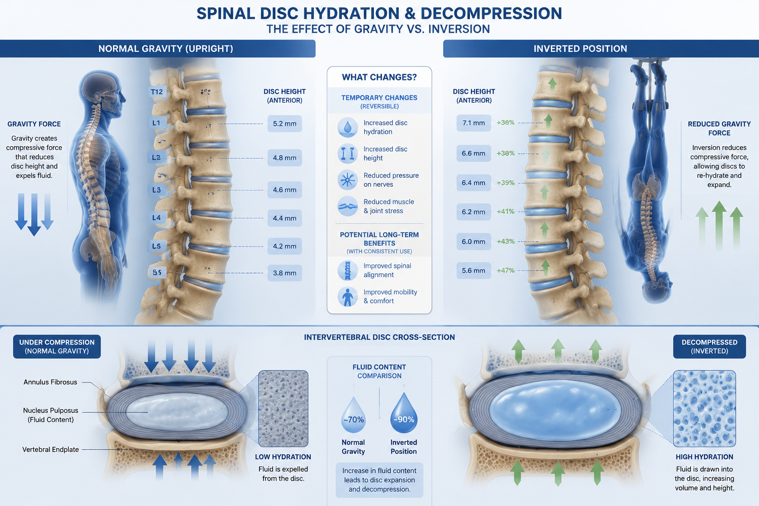 Detailed () clinical illustration showing side-by-side comparison of spine under normal gravity versus inverted position,