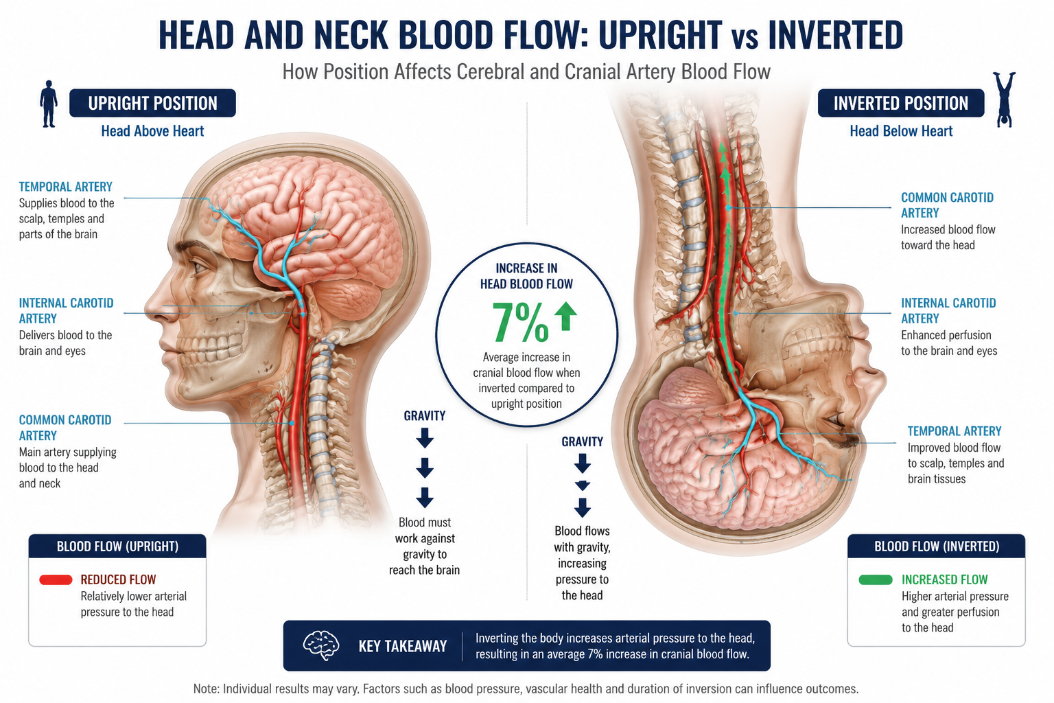 () editorial illustration showing detailed cross-section of human head and neck in profile with transparent revealing brain,